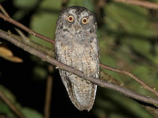  - Sangihe Scops-Owl