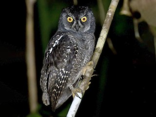  - Biak Scops-Owl