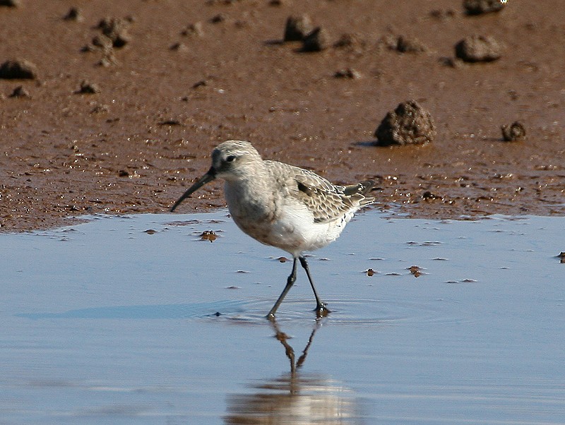 Curlew Sandpiper - Michael Walther