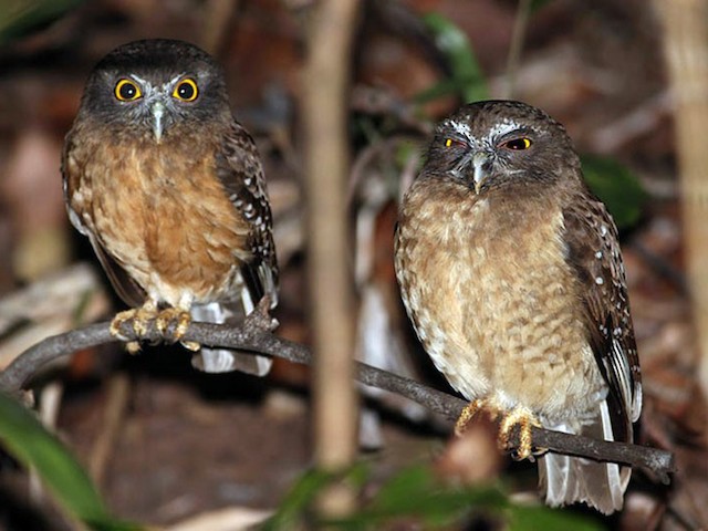 Photos - Ochre-bellied Boobook - Ninox ochracea - Birds of