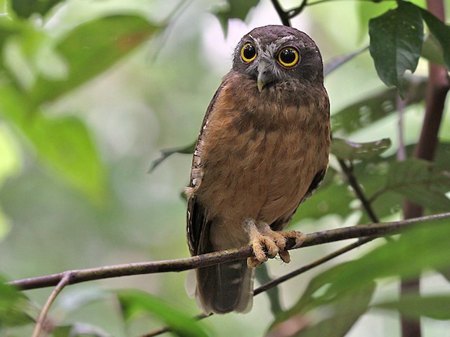 Photos - Ochre-bellied Boobook - Ninox ochracea - Birds of