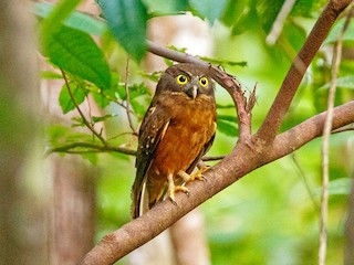  - Andy Walker - Birding Ecotours - ML271409521