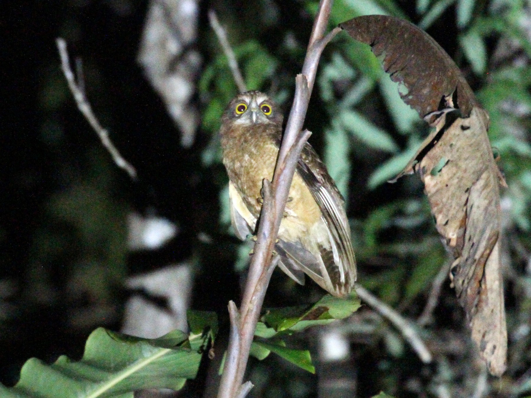 Buru Boobook Ebird