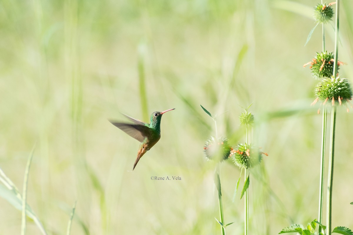 Buff-bellied Hummingbird - Rene A. Vela