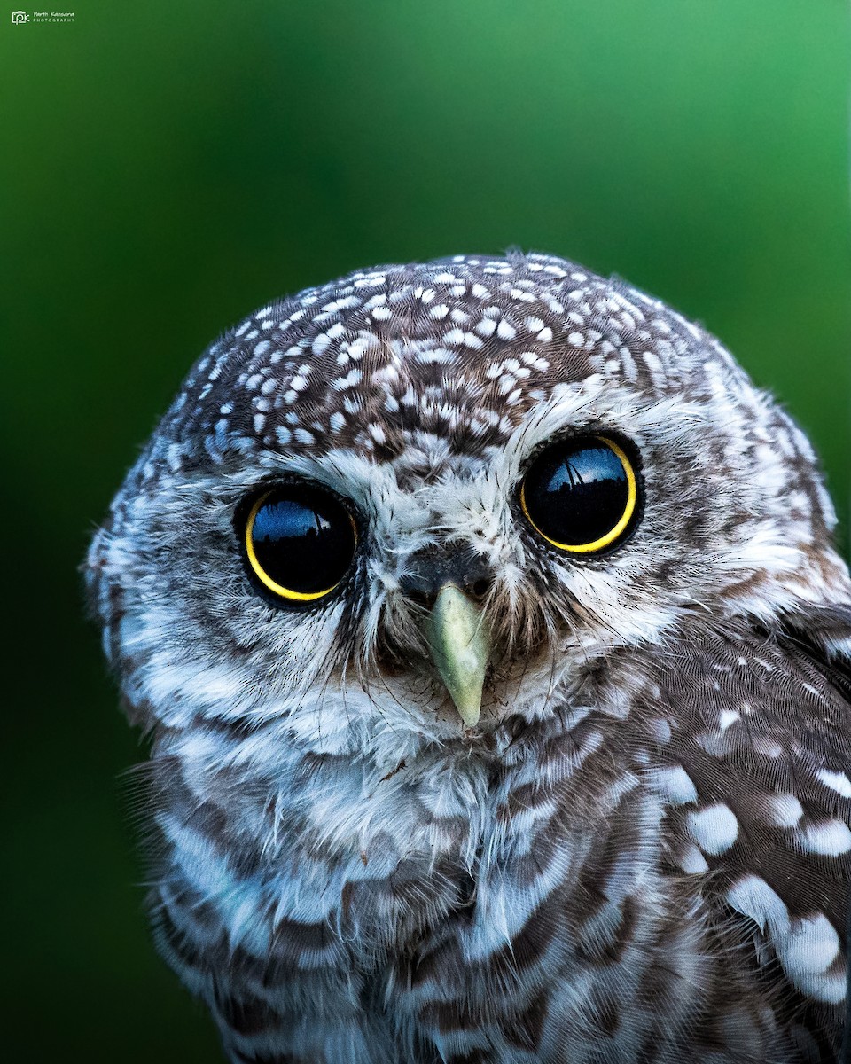 Spotted Owlet - Parth Kansara