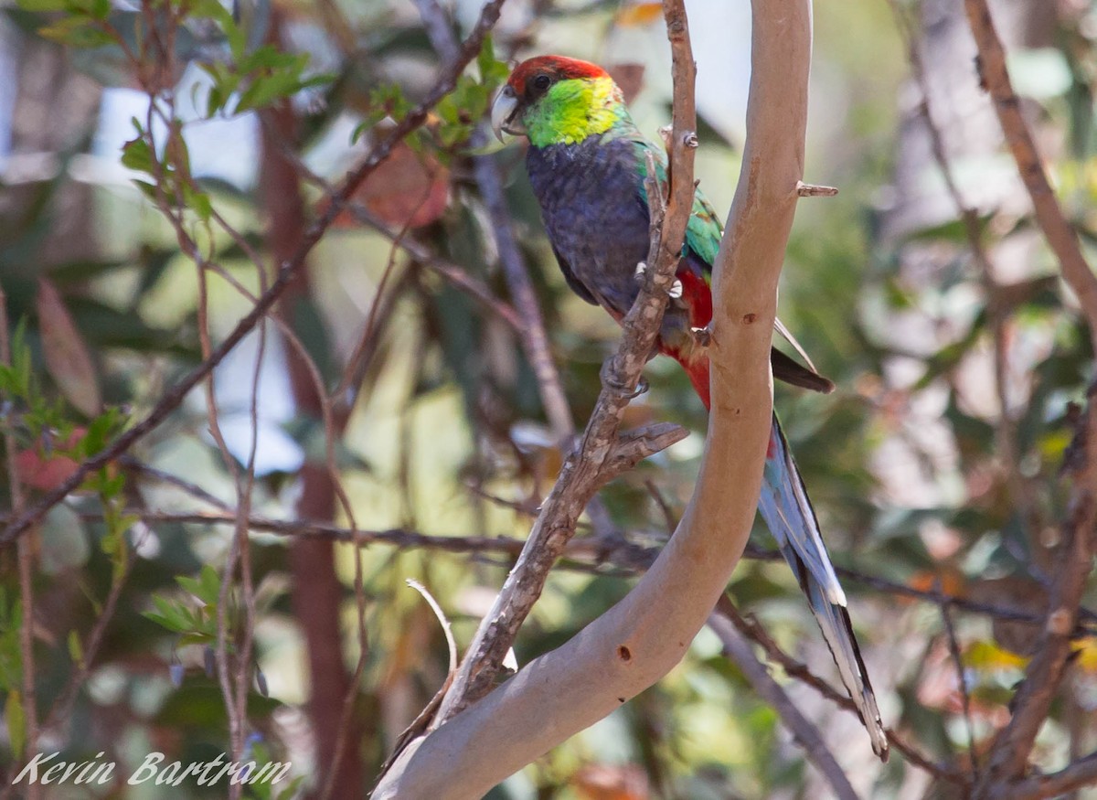Red-capped Parrot - ML271417541