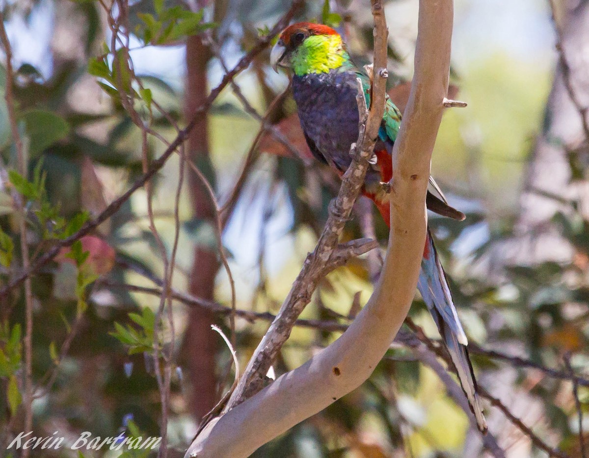 Red-capped Parrot - ML271417561