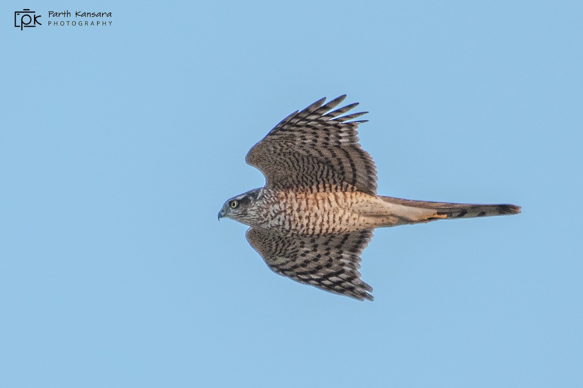 Eurasian Sparrowhawk - Parth Kansara