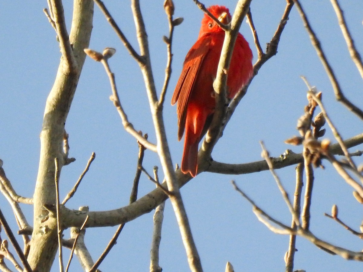 Summer Tanager - Tammy Knuth
