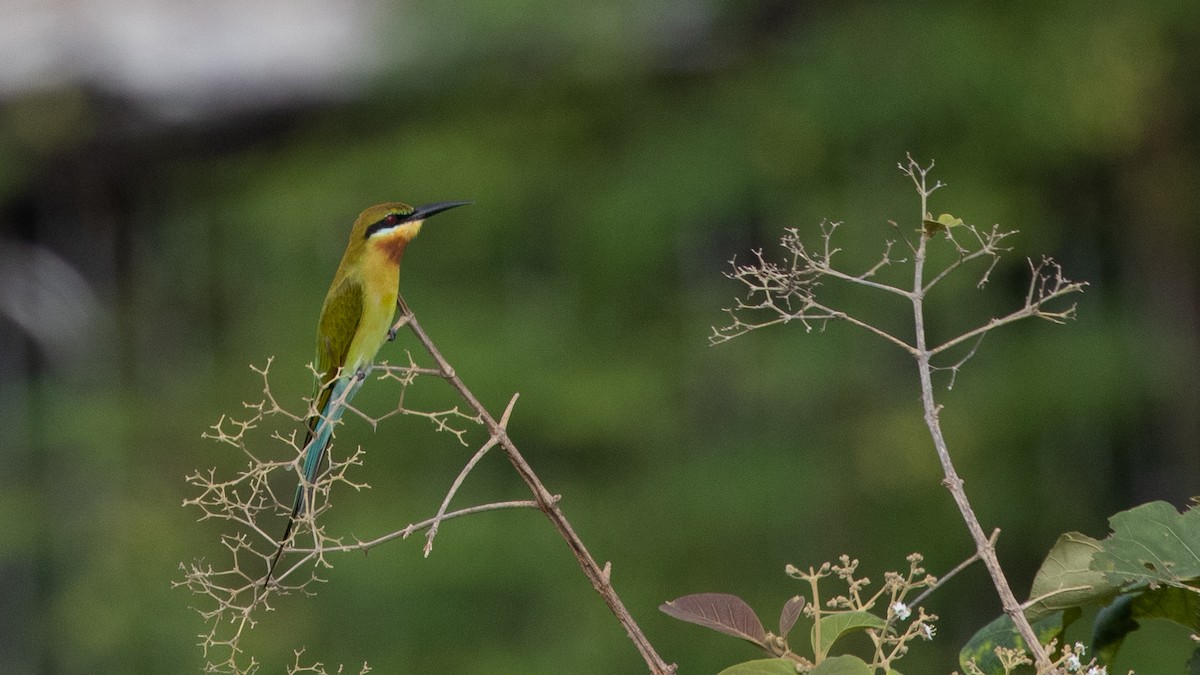Blue-tailed Bee-eater - ML271428691