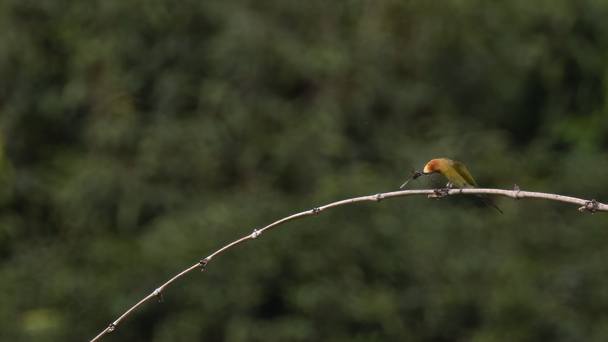 Blue-tailed Bee-eater - ML271428721