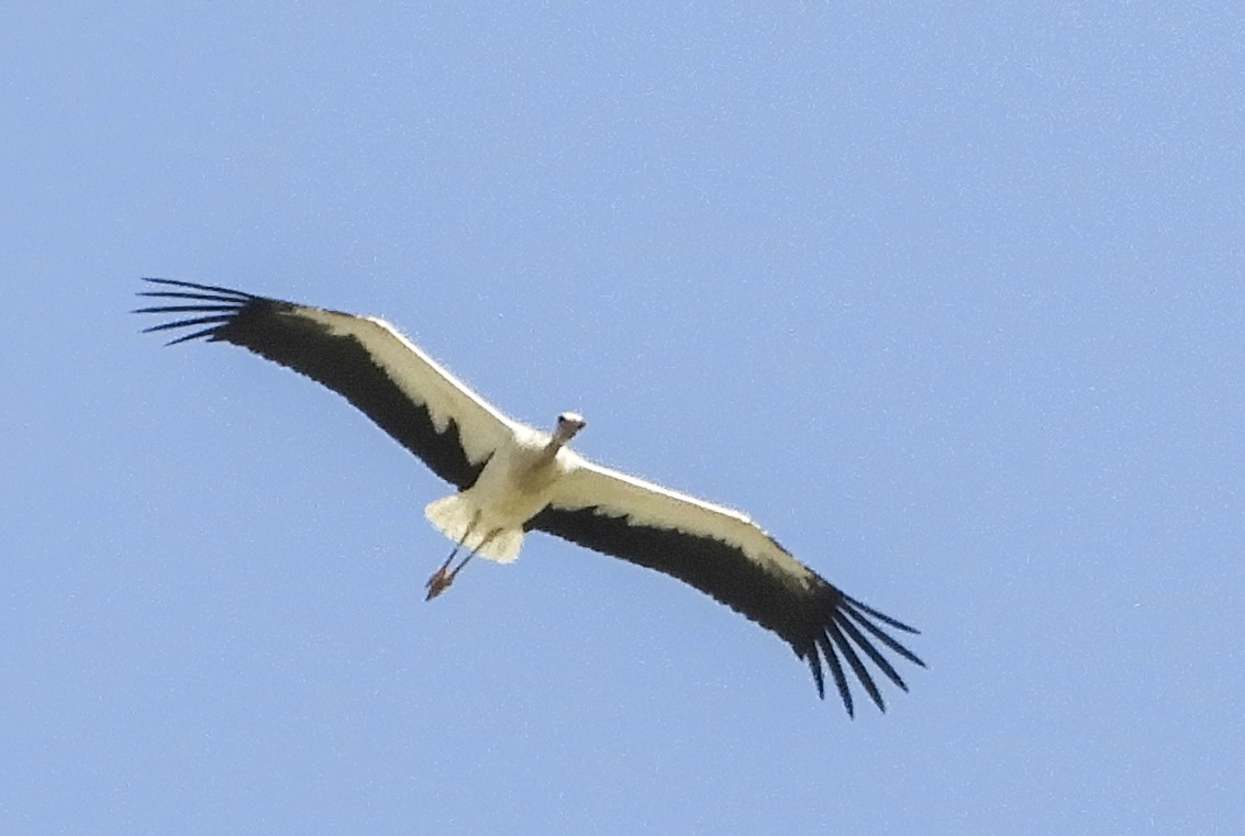 White Stork - ML271430611