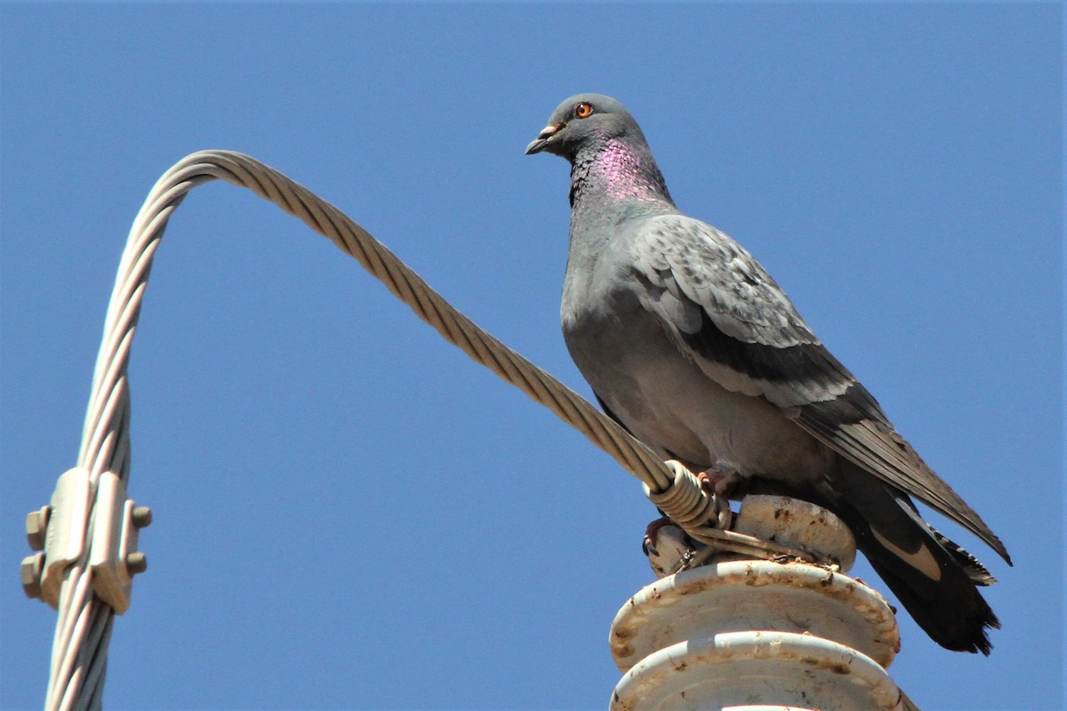 Rock Pigeon (Feral Pigeon) - ML271446781
