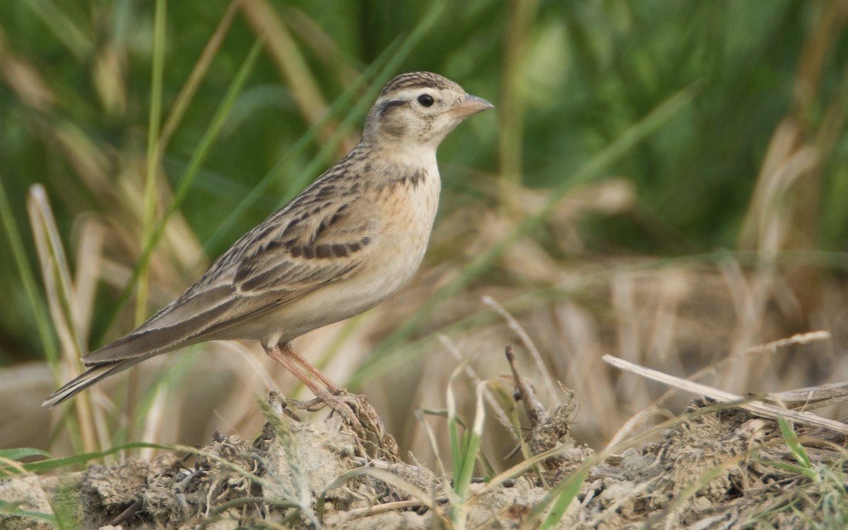 Mongolian Short-toed Lark - Koel Ko