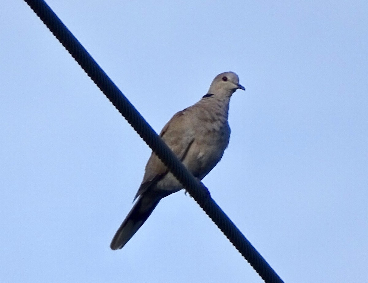 Eurasian Collared-Dove - ML271452341