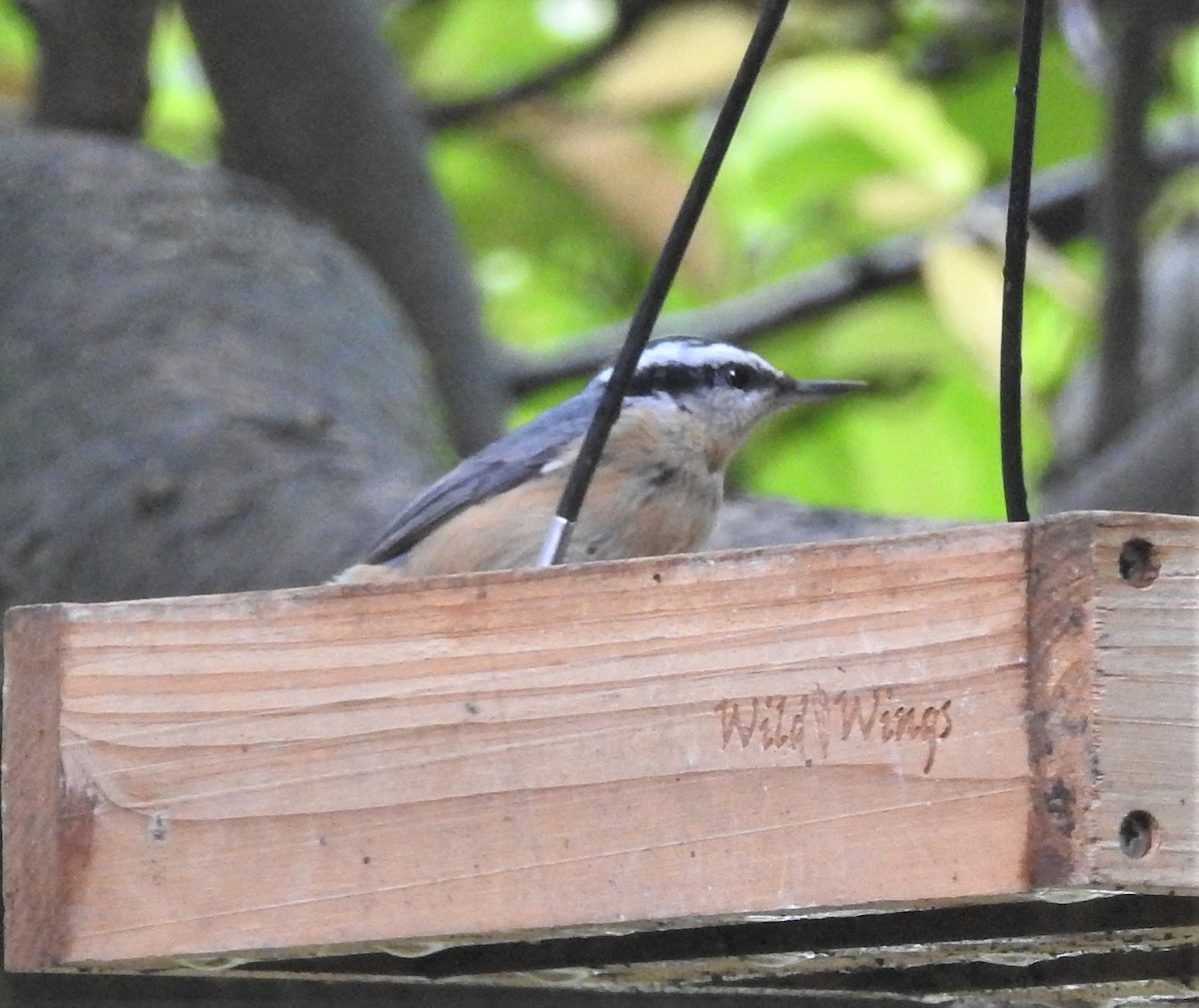Red-breasted Nuthatch - ML271454871