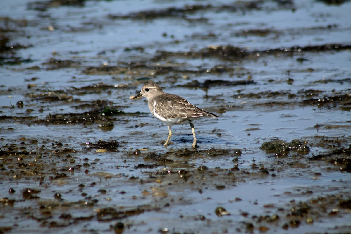 Rufous-chested Dotterel - ML271455851