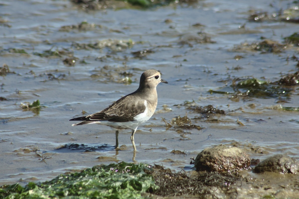Rufous-chested Dotterel - ML271457201