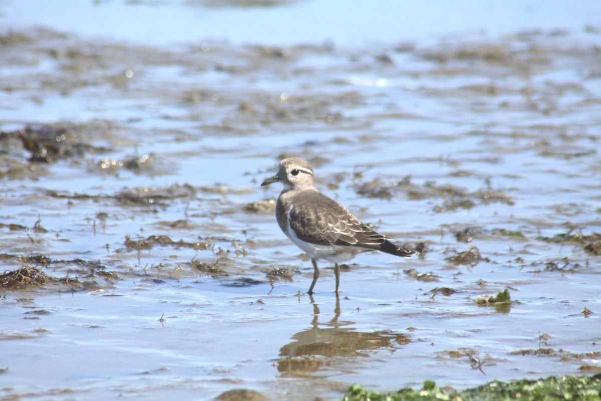 Rufous-chested Dotterel - ML271459791