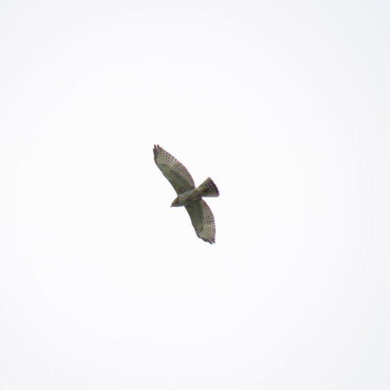 Broad-winged Hawk - ML271460501