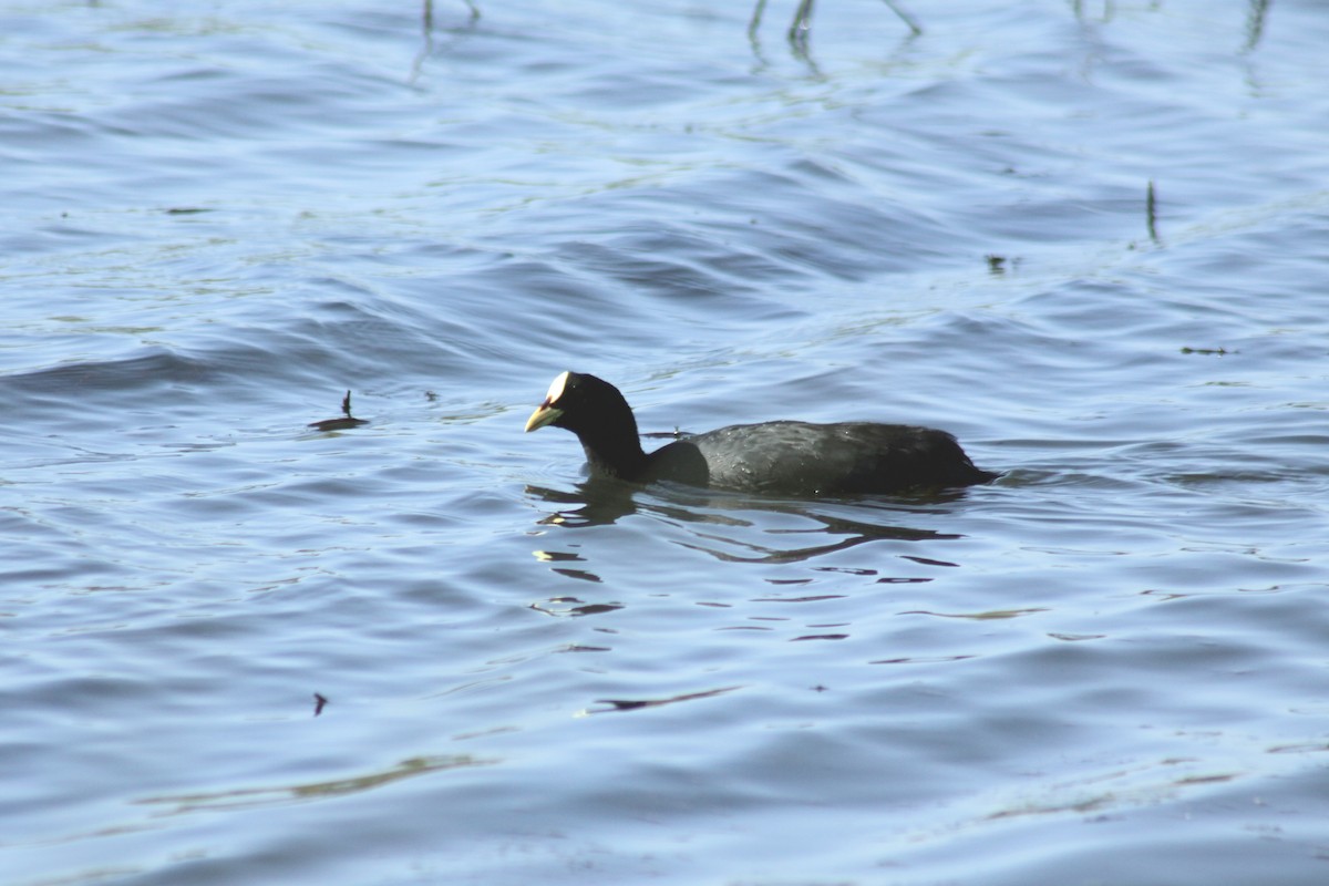 Red-gartered Coot - ML271460791