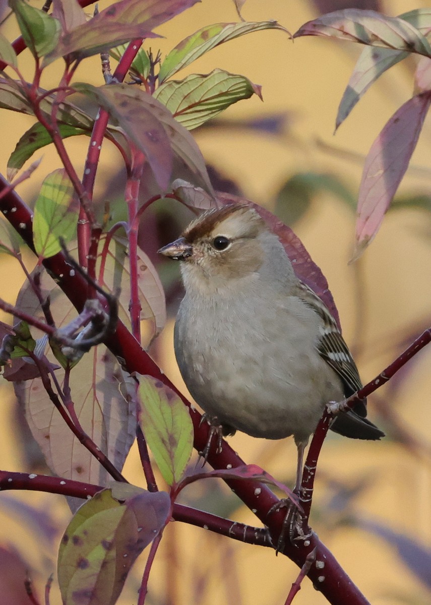 White-crowned Sparrow (leucophrys) - Tim Lenz