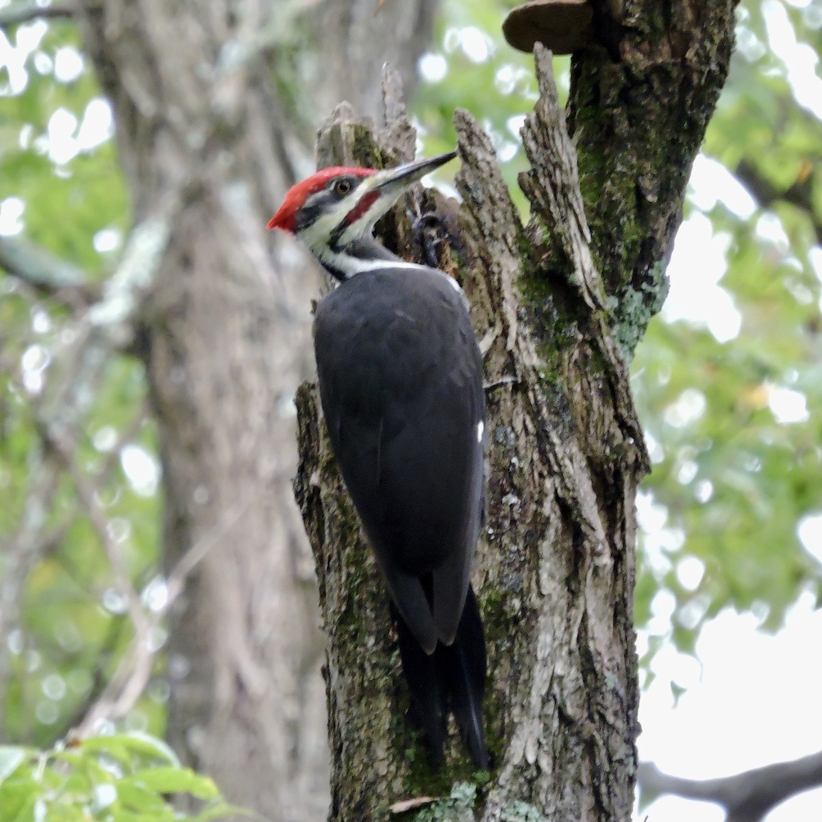 Pileated Woodpecker - Walter Shook