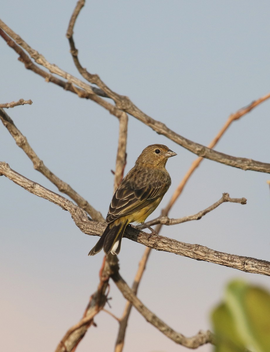 Stripe-tailed Yellow-Finch - ML271476401