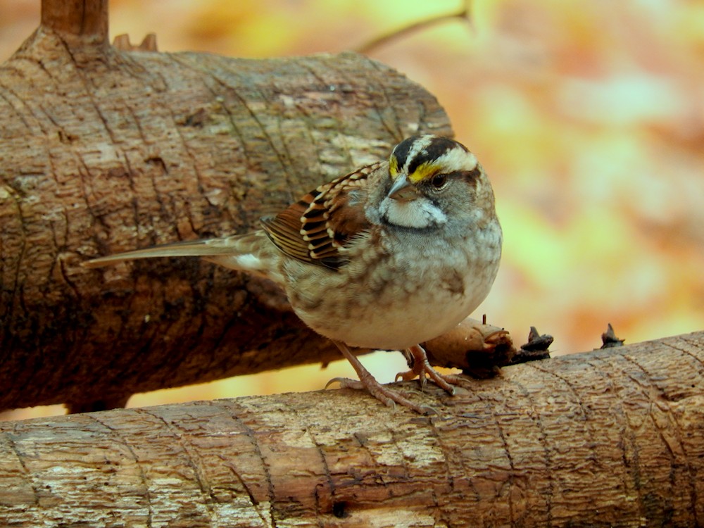 White-throated Sparrow - Gillian Mastromatteo