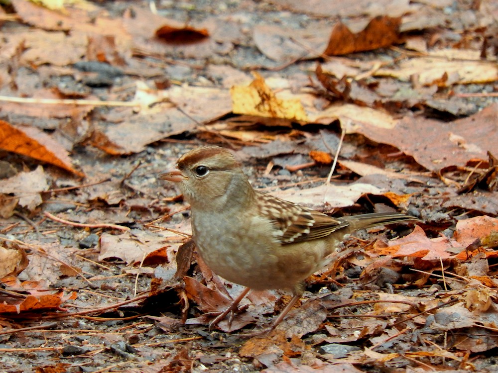 White-crowned Sparrow - Gillian Mastromatteo