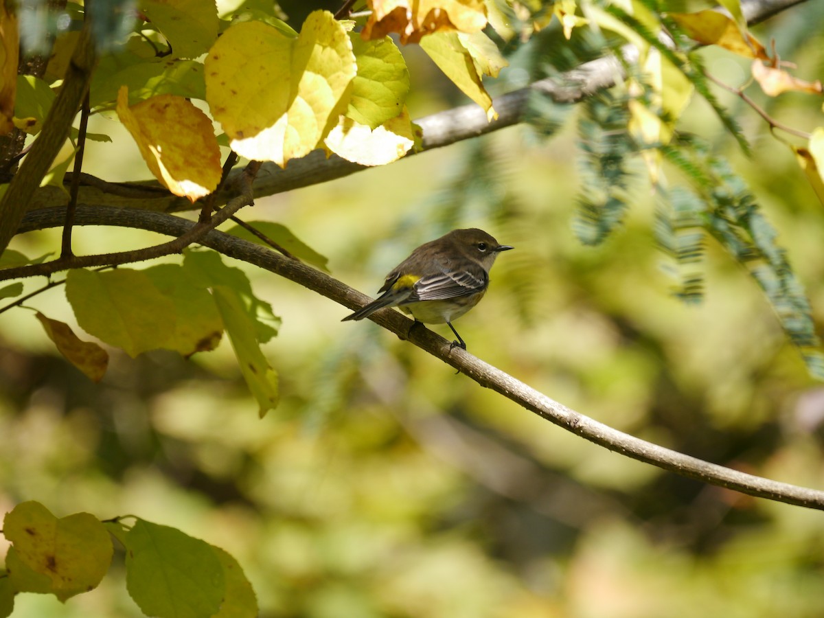 Yellow-rumped Warbler (Myrtle) - ML271481851