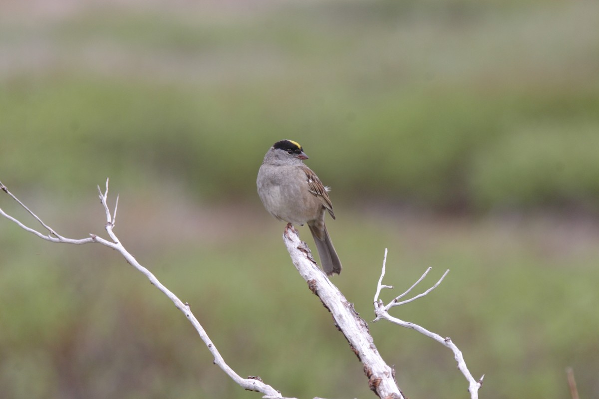 Golden-crowned Sparrow - Brad Carlson
