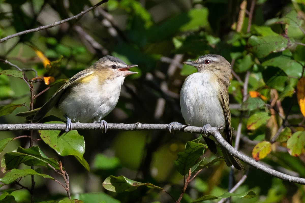 Red-eyed Vireo - André Beauchesne