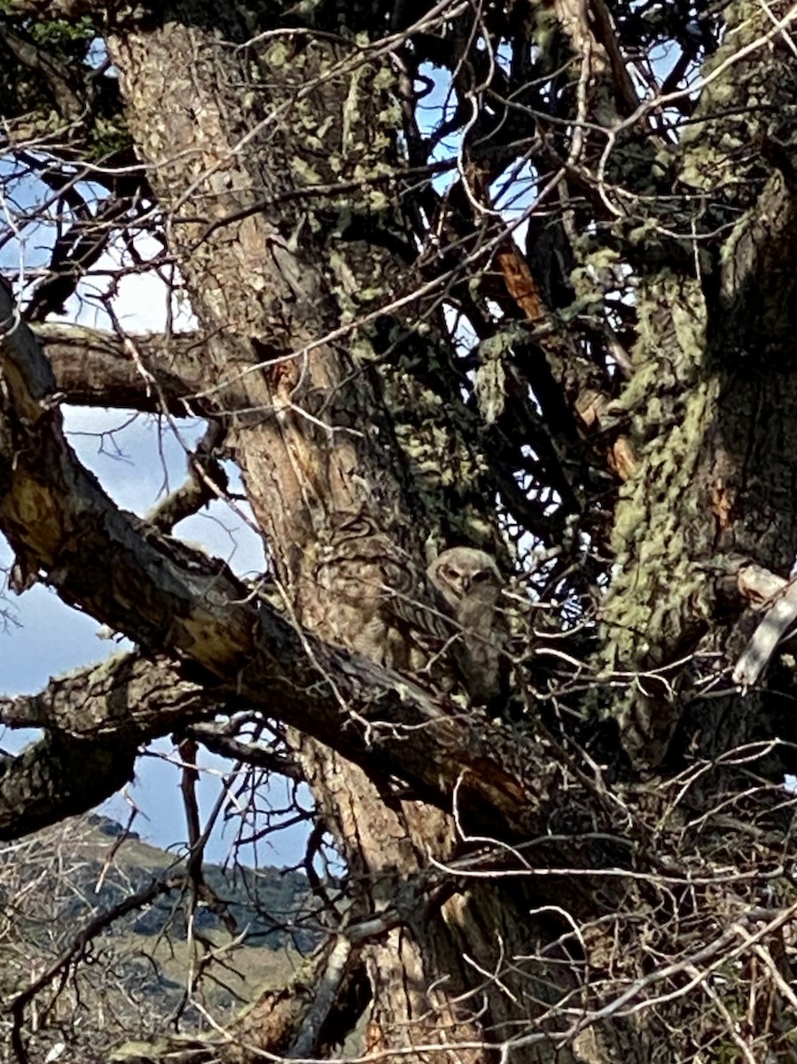 Lesser Horned Owl - ML271494981