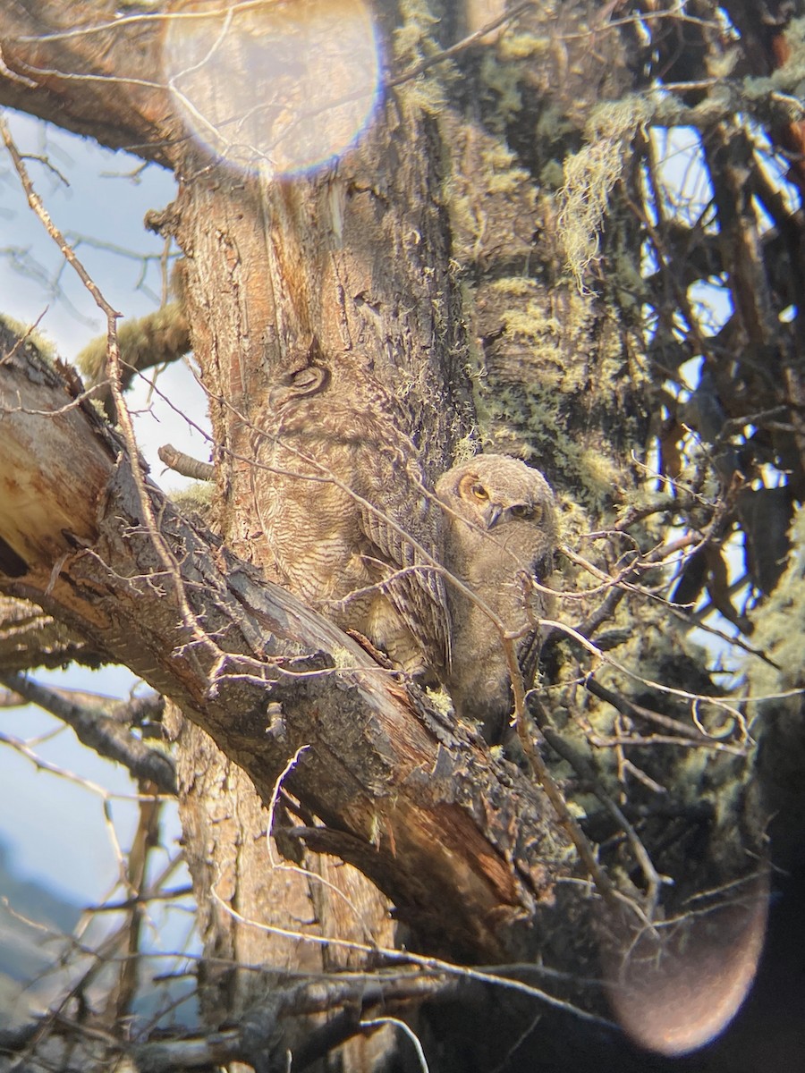 Lesser Horned Owl - ML271494991