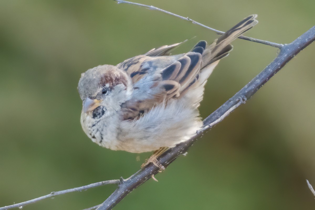 House Sparrow - ML271502831