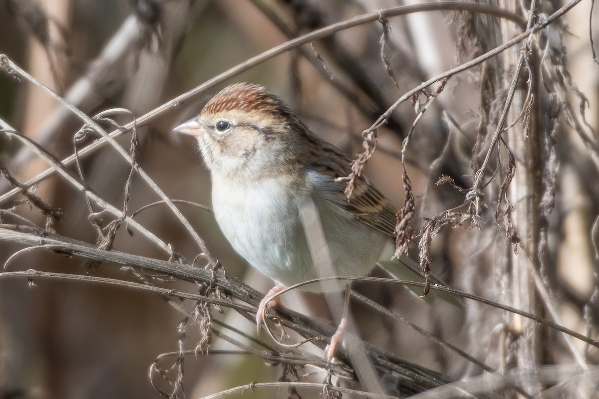 Chipping Sparrow - ML271502901