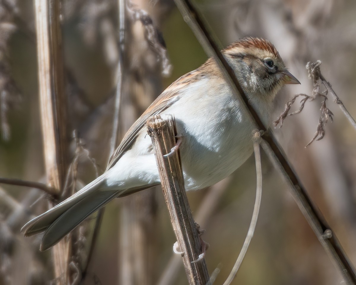 Chipping Sparrow - ML271502911