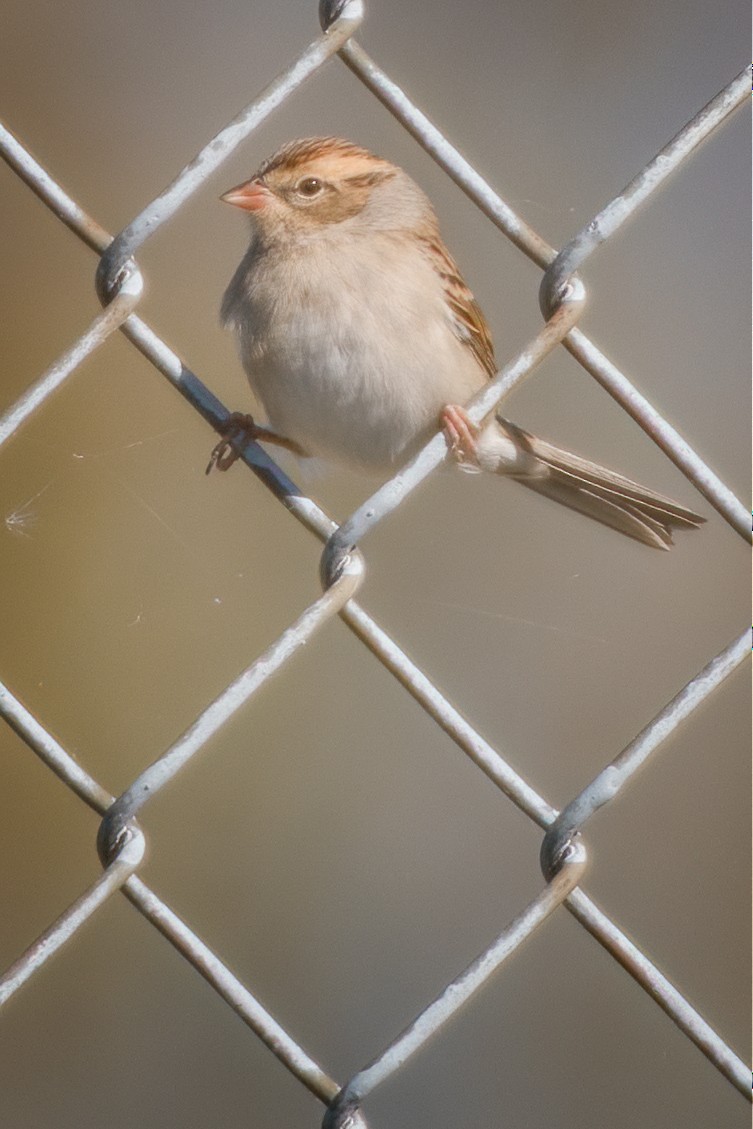 Clay-colored Sparrow - ML271502941