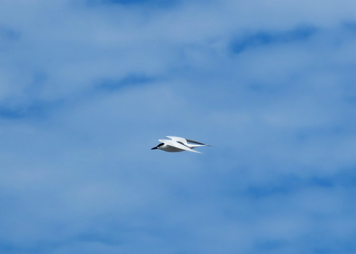 Gull-billed Tern - Fernando Angulo - CORBIDI