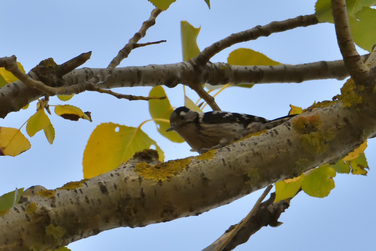 Lesser Spotted Woodpecker - ML271508291