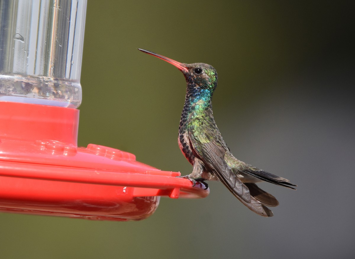 Broad-billed Hummingbird - Christopher Lindsey
