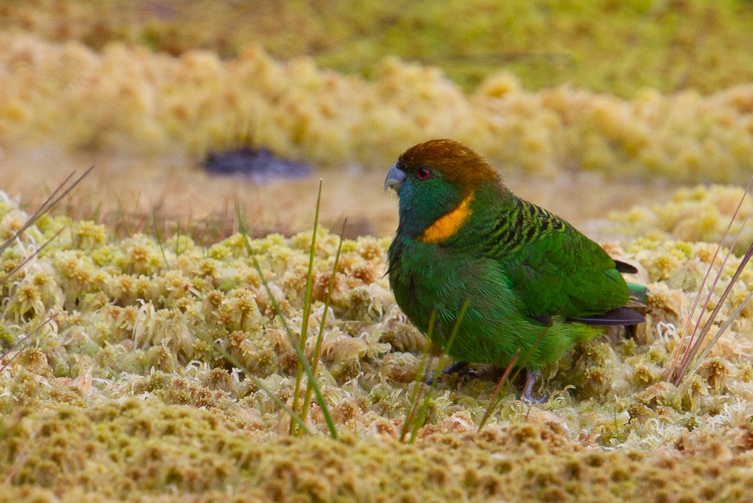 Painted Tiger-Parrot (Snow Mountains) - ML271520931