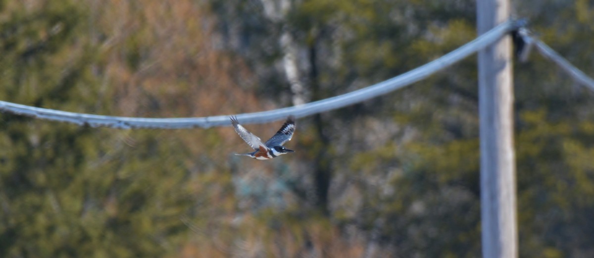 Belted Kingfisher - ML27152771