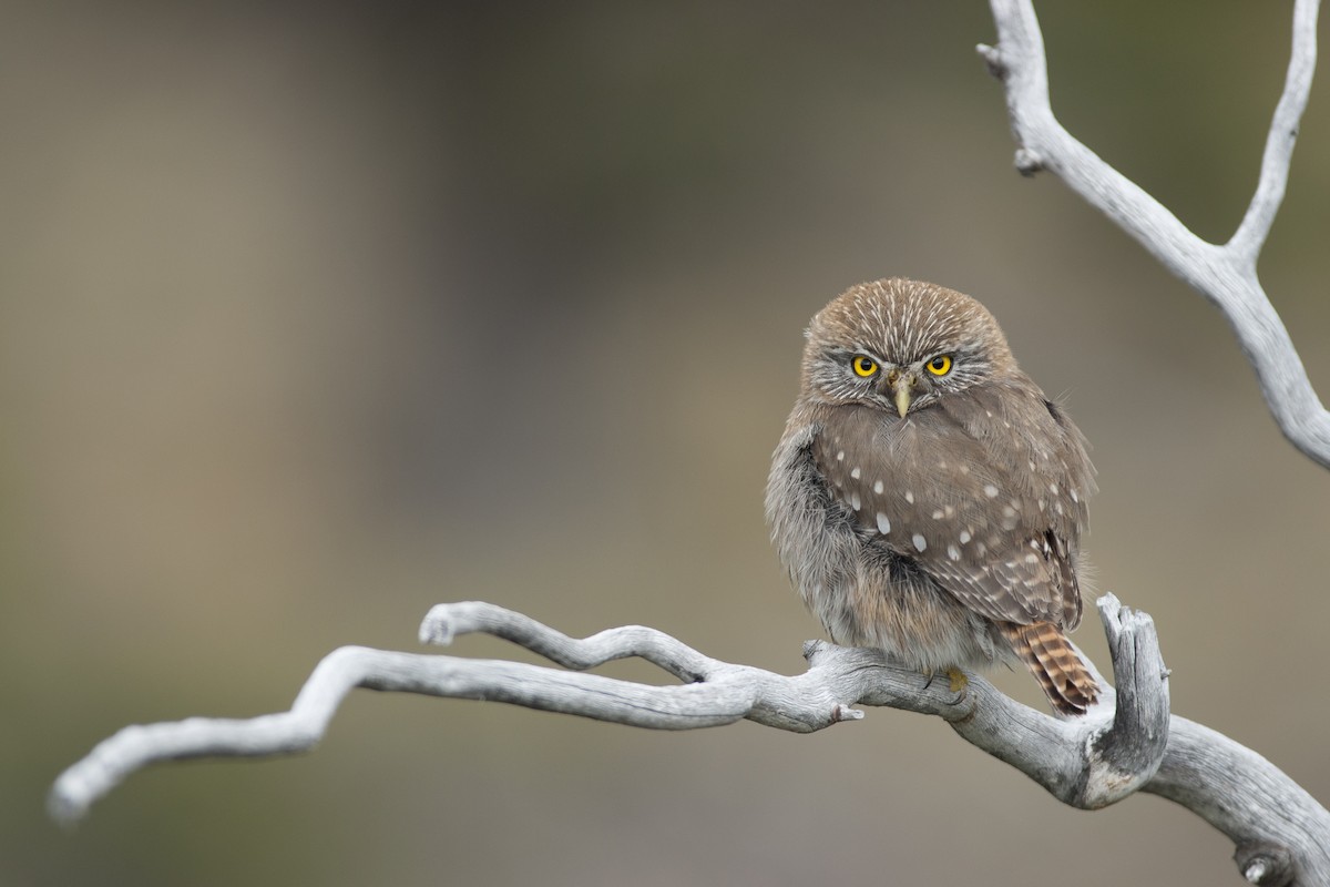 Austral Pygmy-Owl - ML271528371