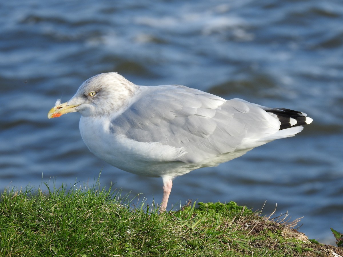 Herring Gull - Alan Younger