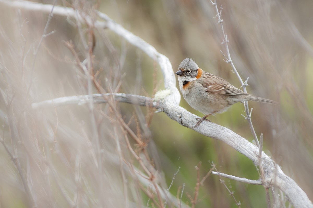 Rufous-collared Sparrow (Patagonian) - Jérémy Calvo