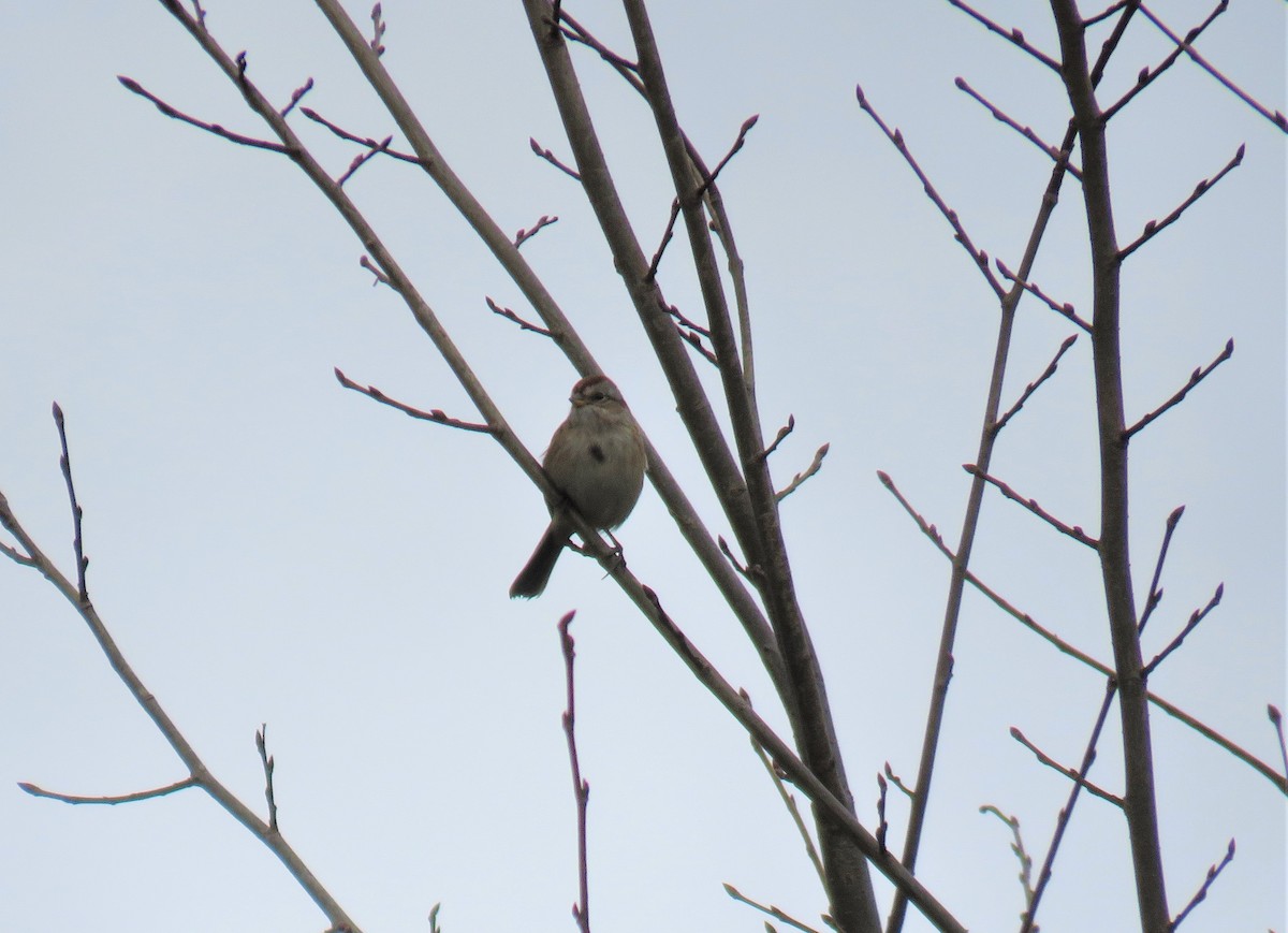 American Tree Sparrow - ML271540451