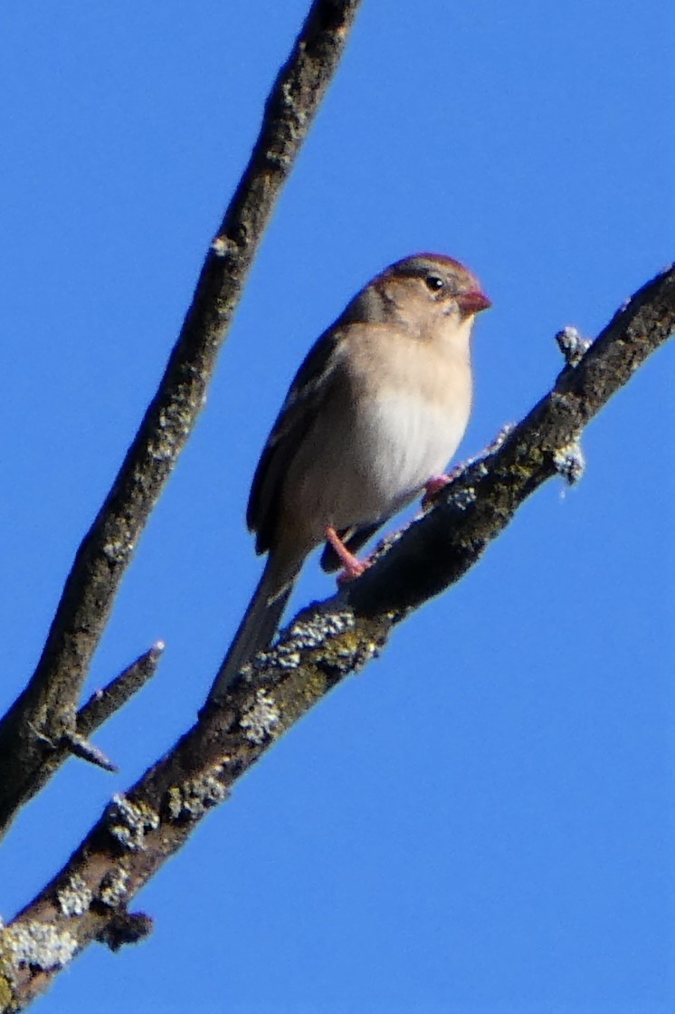Field Sparrow - K K