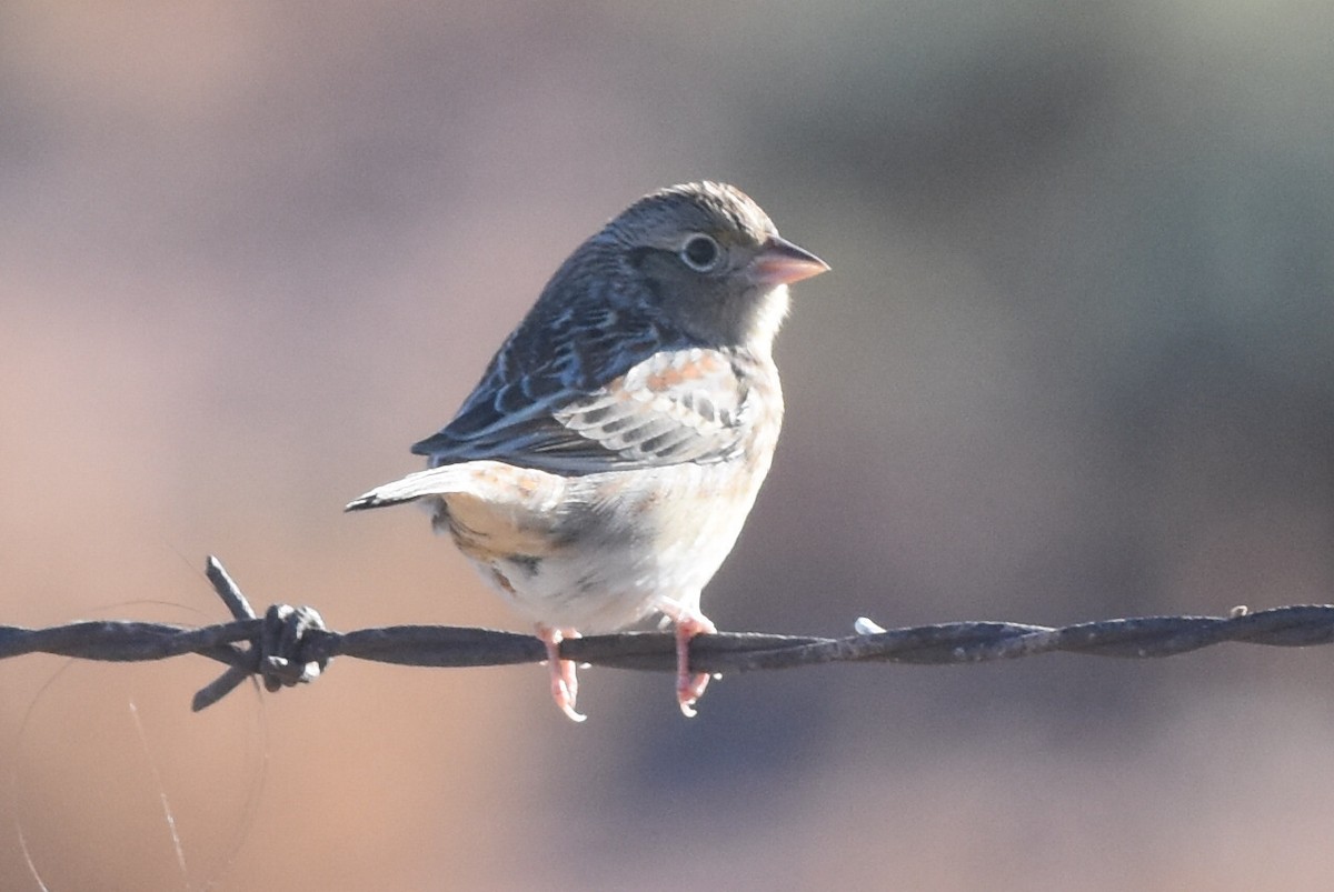 Grasshopper Sparrow - ML271546591